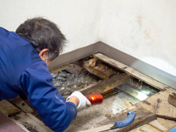 Best Mold Removal Process  in Rogers, TX