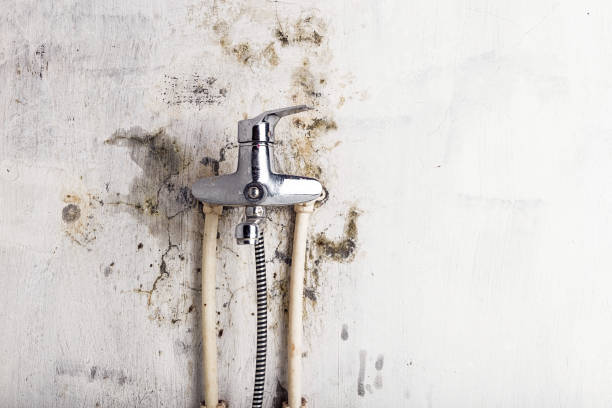Rogers, TX Mold Removal Company