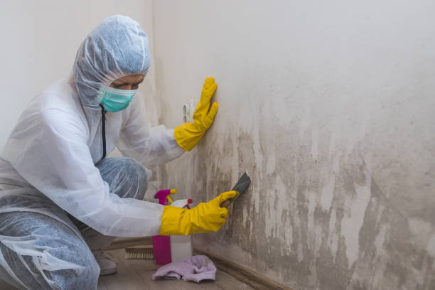 Best Mold Testing  in Rogers, TX