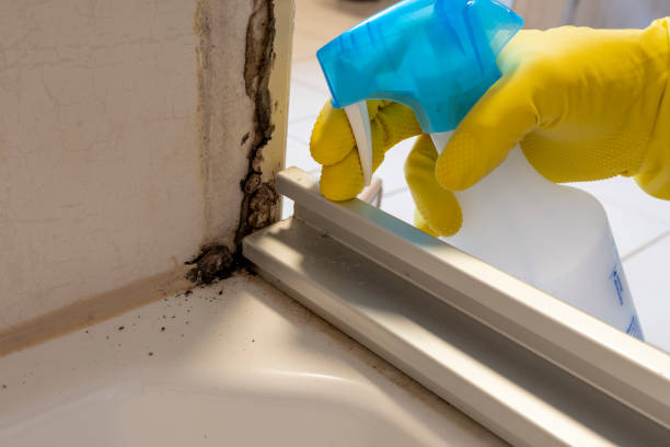 Best Mold Remediation Experts  in Rogers, TX