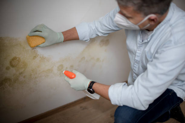 Best Emergency Mold Removal  in Rogers, TX