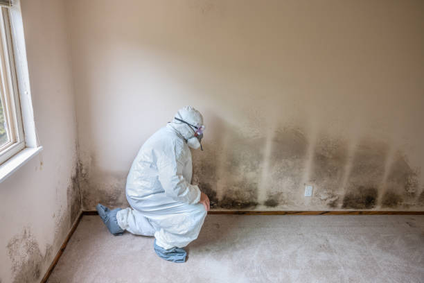 Best Mold Remediation  in Rogers, TX