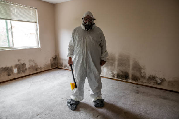Best Attic Mold Removal  in Rogers, TX