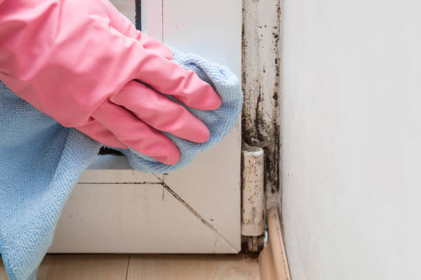 Best Same-Day Mold Removal  in Rogers, TX