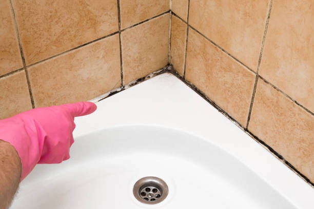 Best Black Mold Removal  in Rogers, TX